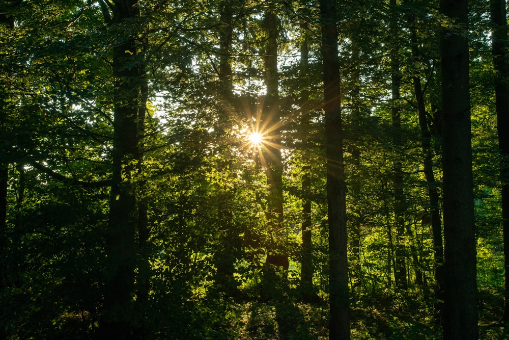 green and brown trees during daytime