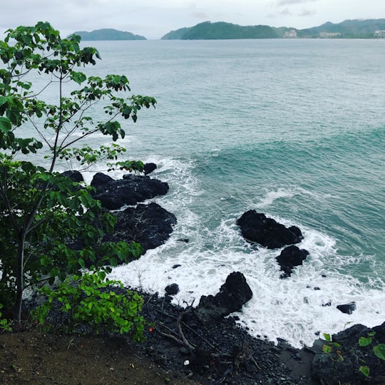 green tree near body of water during daytime in Puntarenas Province Costa Rica