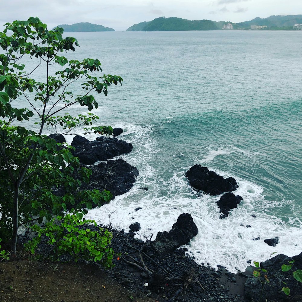 green tree near body of water during daytime