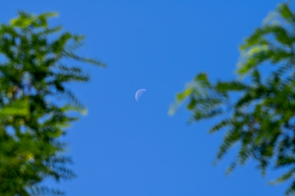 green trees under blue sky during daytime