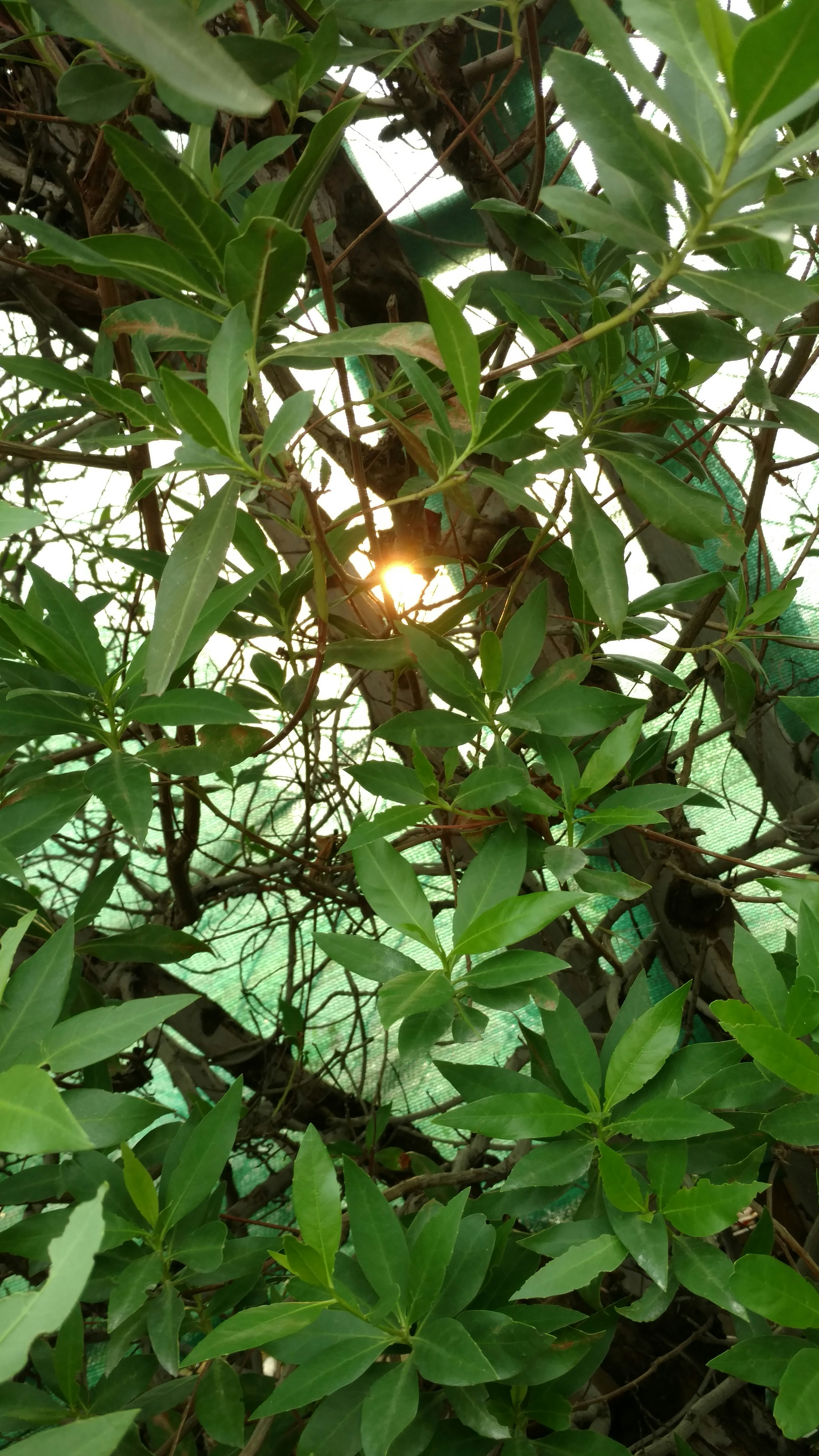 Book Your Healing Session