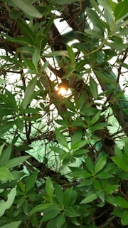 Calm nature scene with sunlight filtering through green leaves.