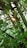 A serene natural landscape with green plants and sunlight filtering through leaves.