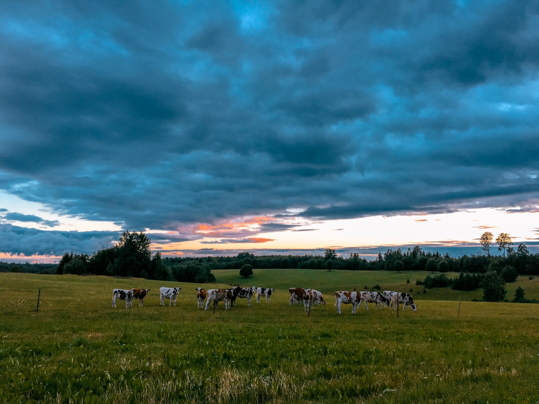 horses on green grass field under blue sky during daytime