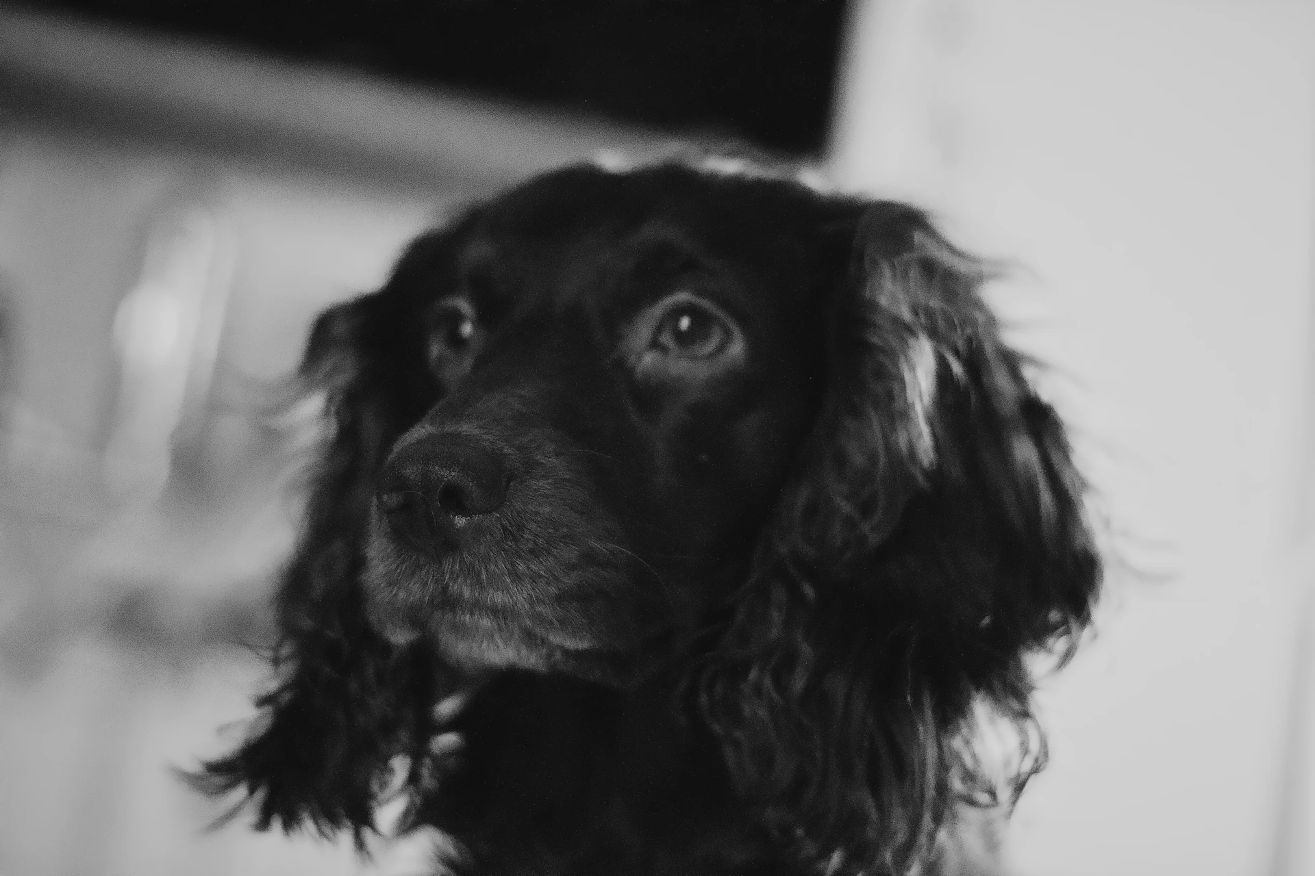 A black and white portrait of a dog with long, wavy fur. The dog has expressive eyes and is looking upward slightly. The background is blurred, focusing on the dog's face.