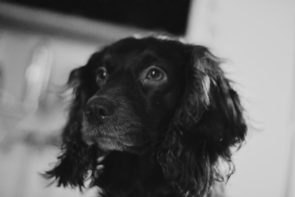 black and white photo of a long coated dog