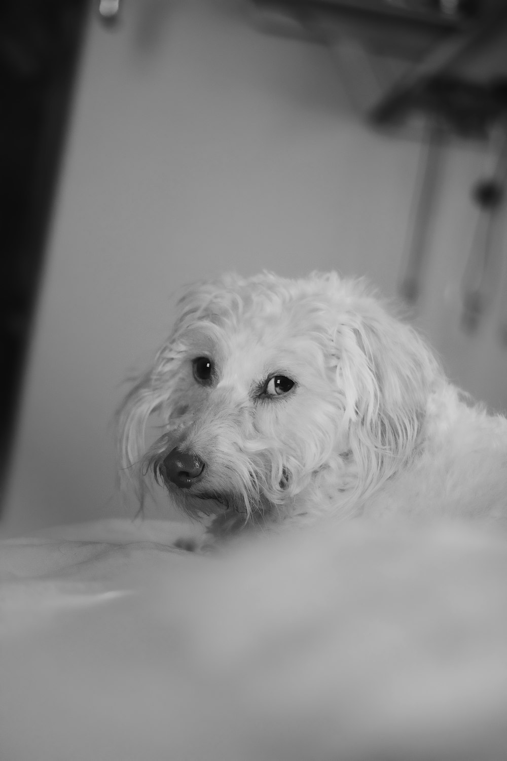 white long coated small dog