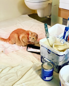 An orange cat is sitting on a protective sheet on the floor, surrounded by painting supplies such as paint cans, brushes, and an open paint bucket. In the background, a part of a bathroom with a toilet is visible.