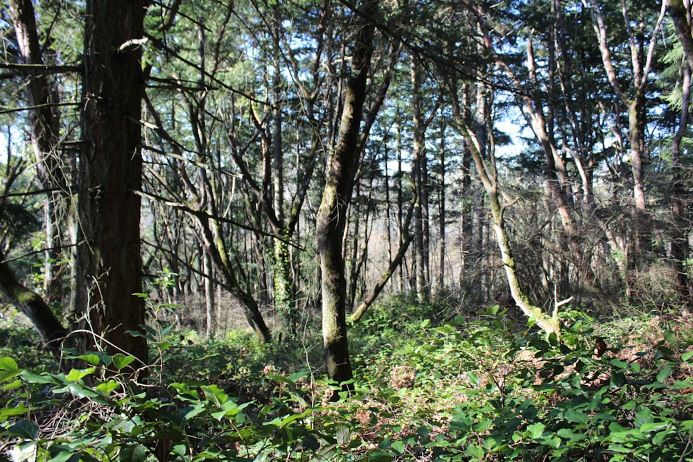 brown trees on green grass field during daytime