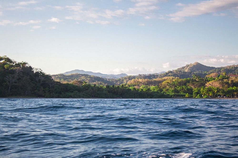 green trees beside body of water during daytime