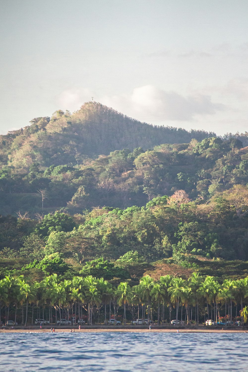 green trees on mountain during daytime