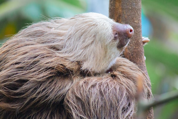 Illustration of a peaceful jungle scene with sloths napping on branches, coins gently falling like leaves.
