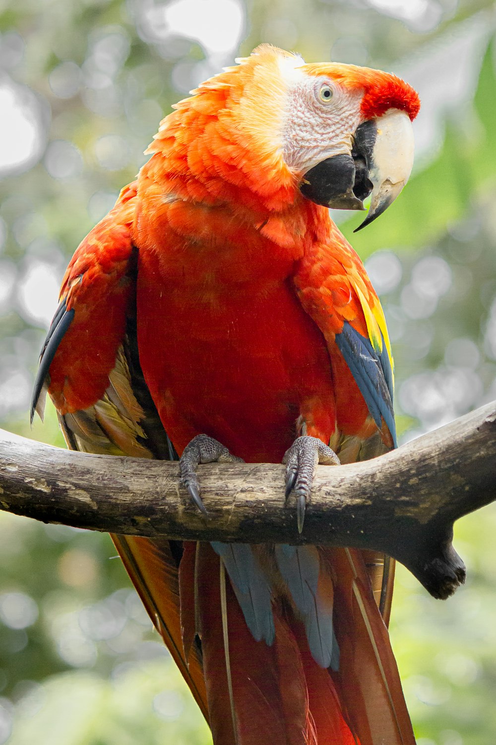 orange yellow and blue parrot on brown tree branch