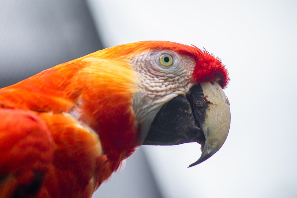 red white and yellow parrot