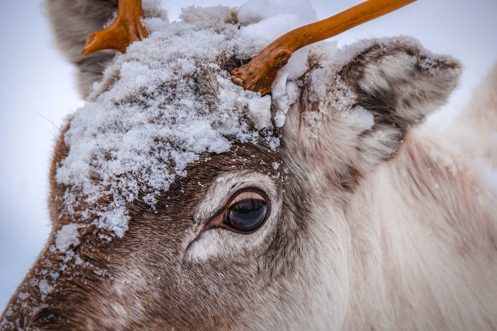 white and brown cow on snow covered ground during daytime