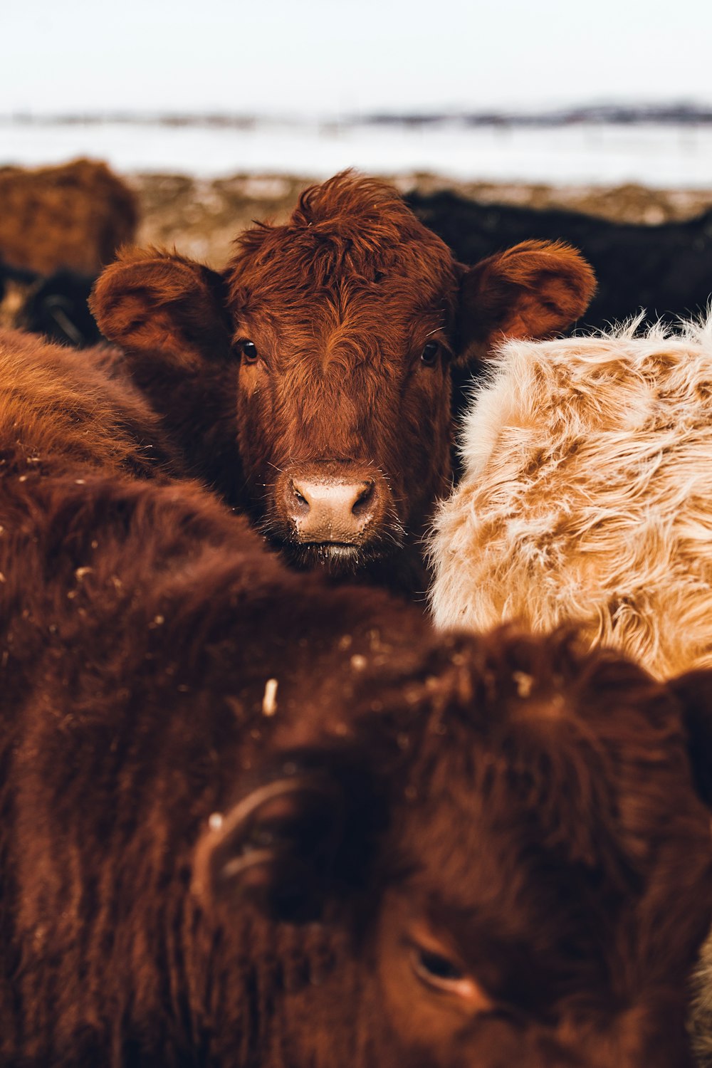 mucca marrone con tessuto di pelliccia bianca