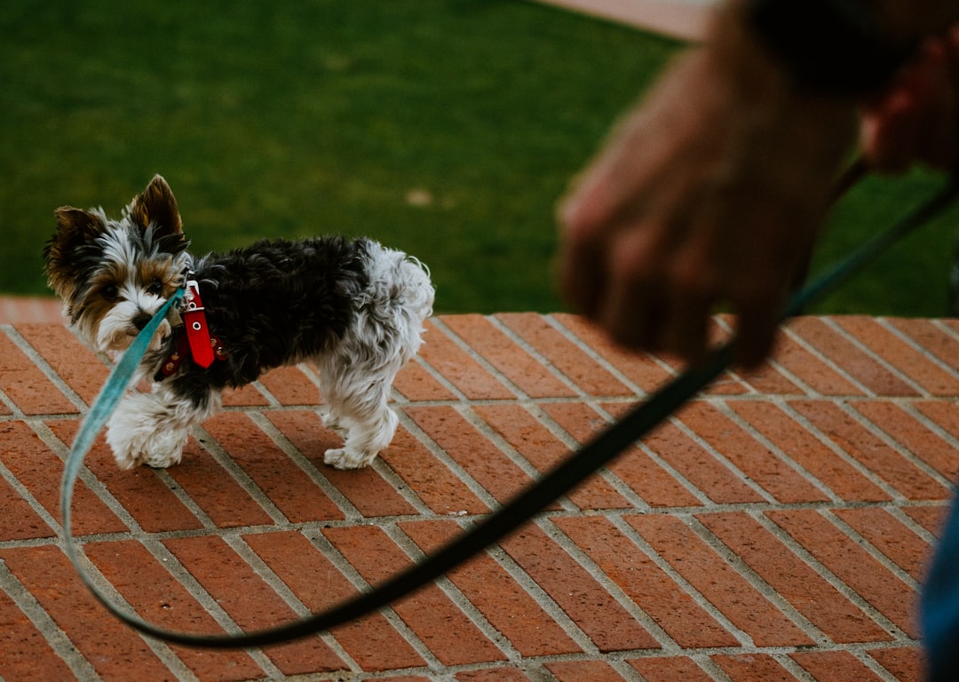 black and white long coated small dog on brown brick floor