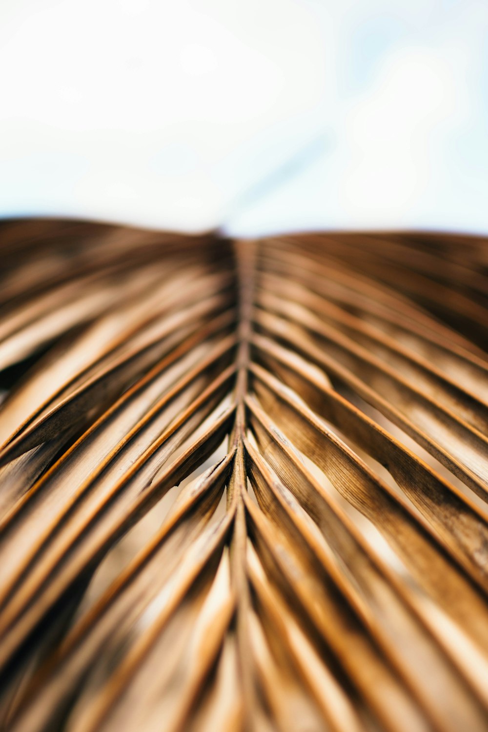 brown and black leaf in close up photography