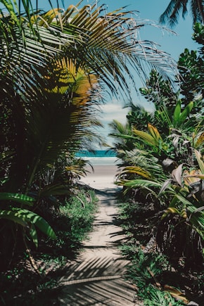green palm trees near body of water during daytime