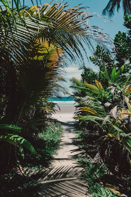 green palm trees near body of water during daytime