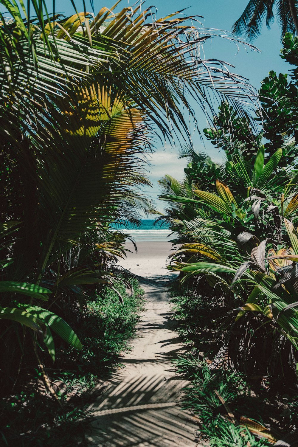 green palm trees near body of water during daytime