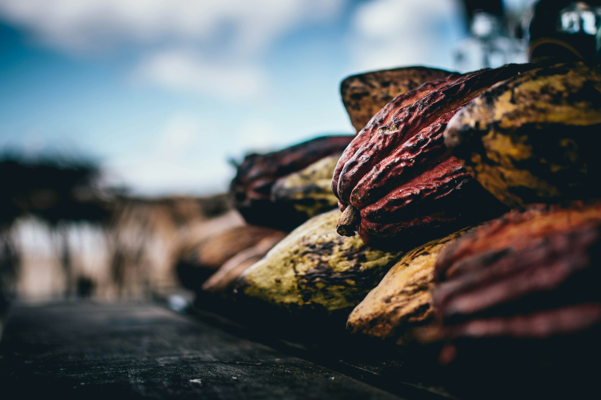 An Overview of the Booming Global Cocoa Market