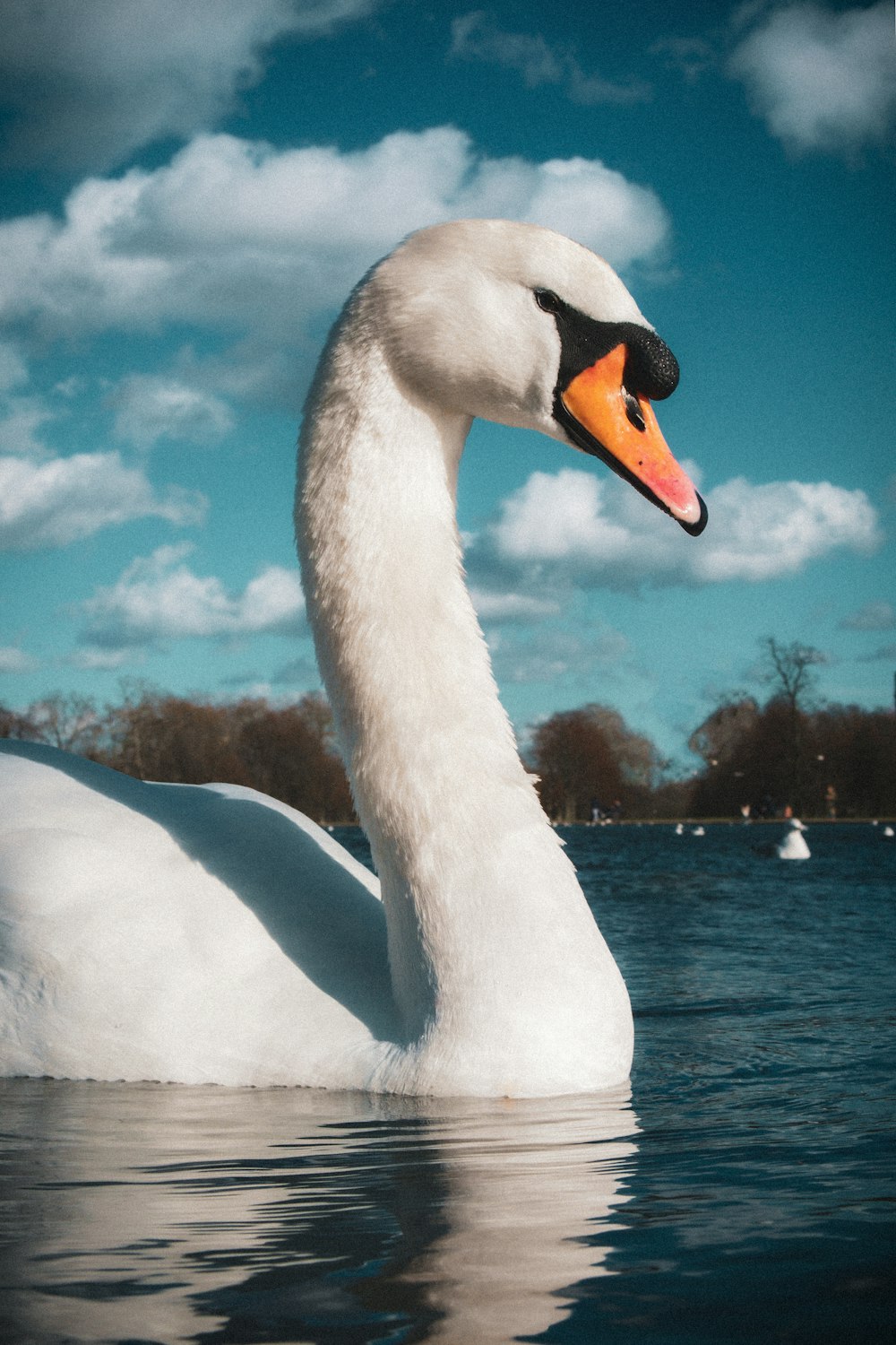 white swan on water during daytime