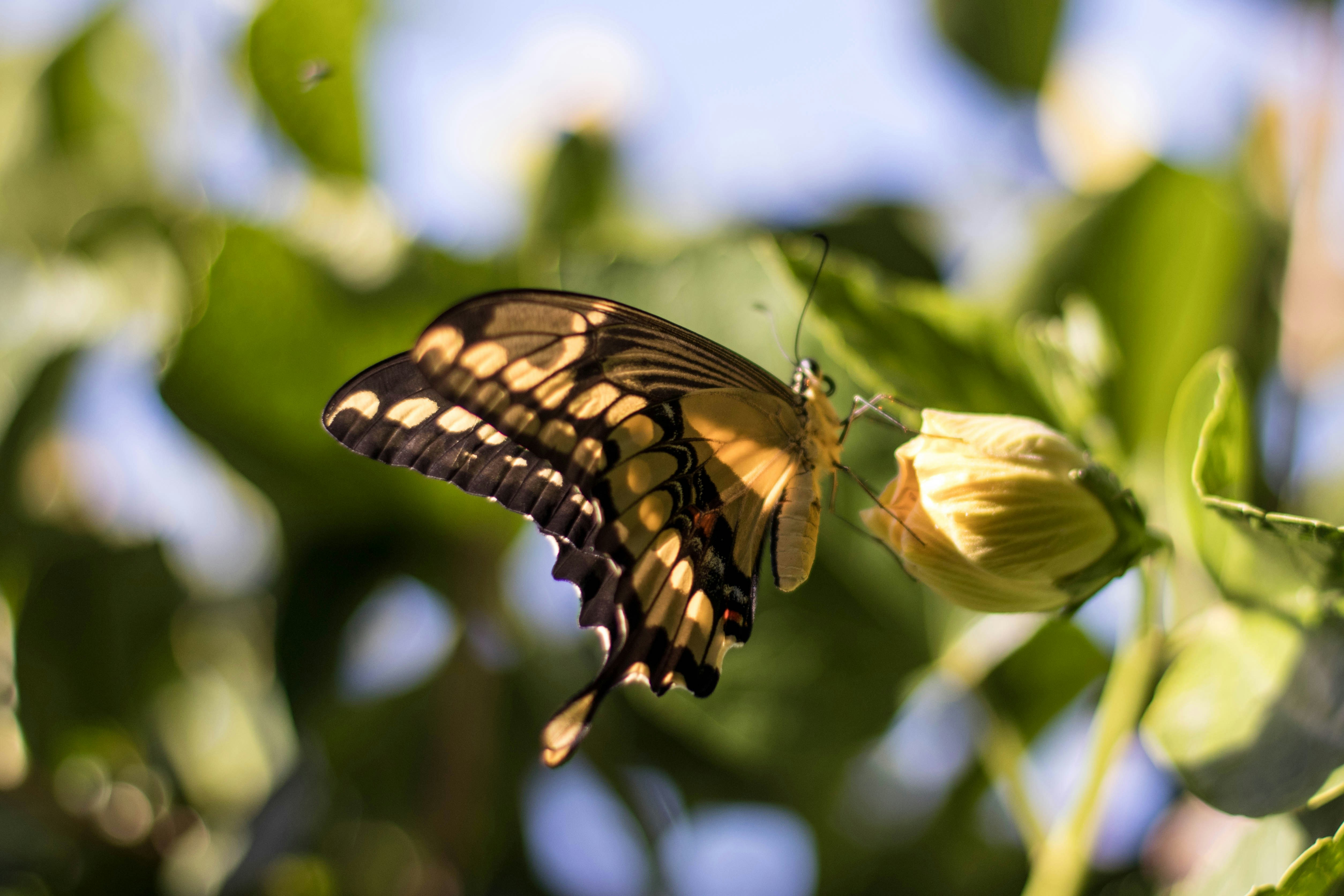 Photo by sonianadales