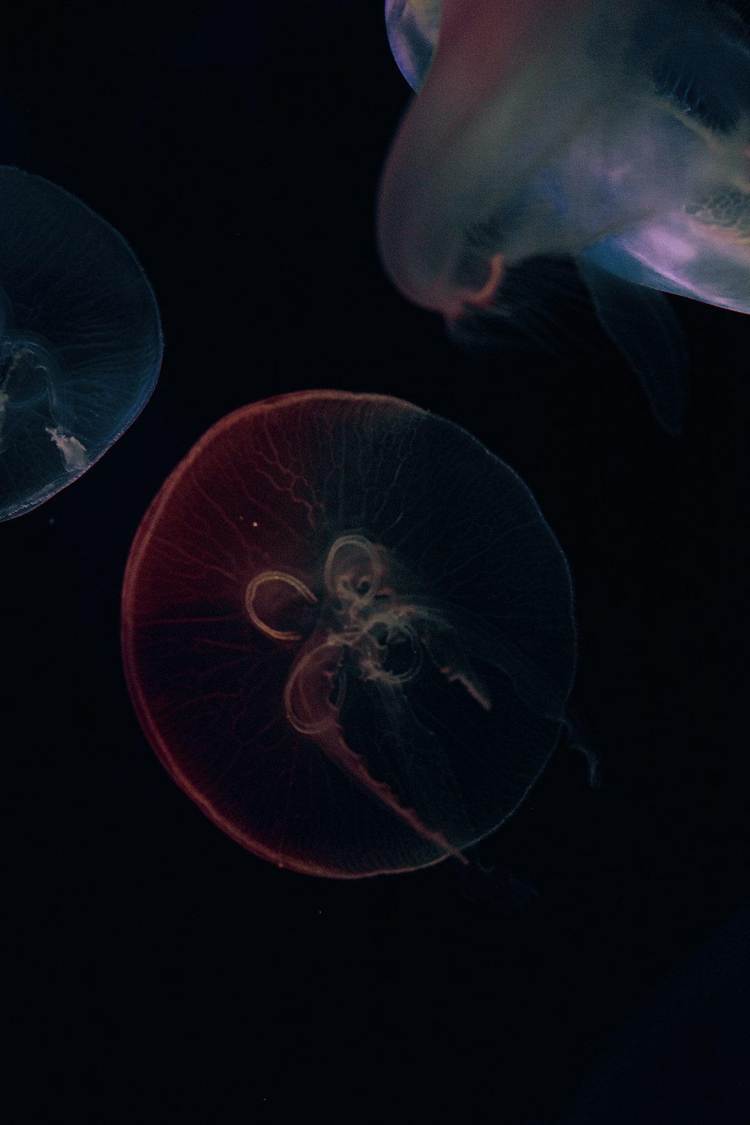 orange jellyfish in black background