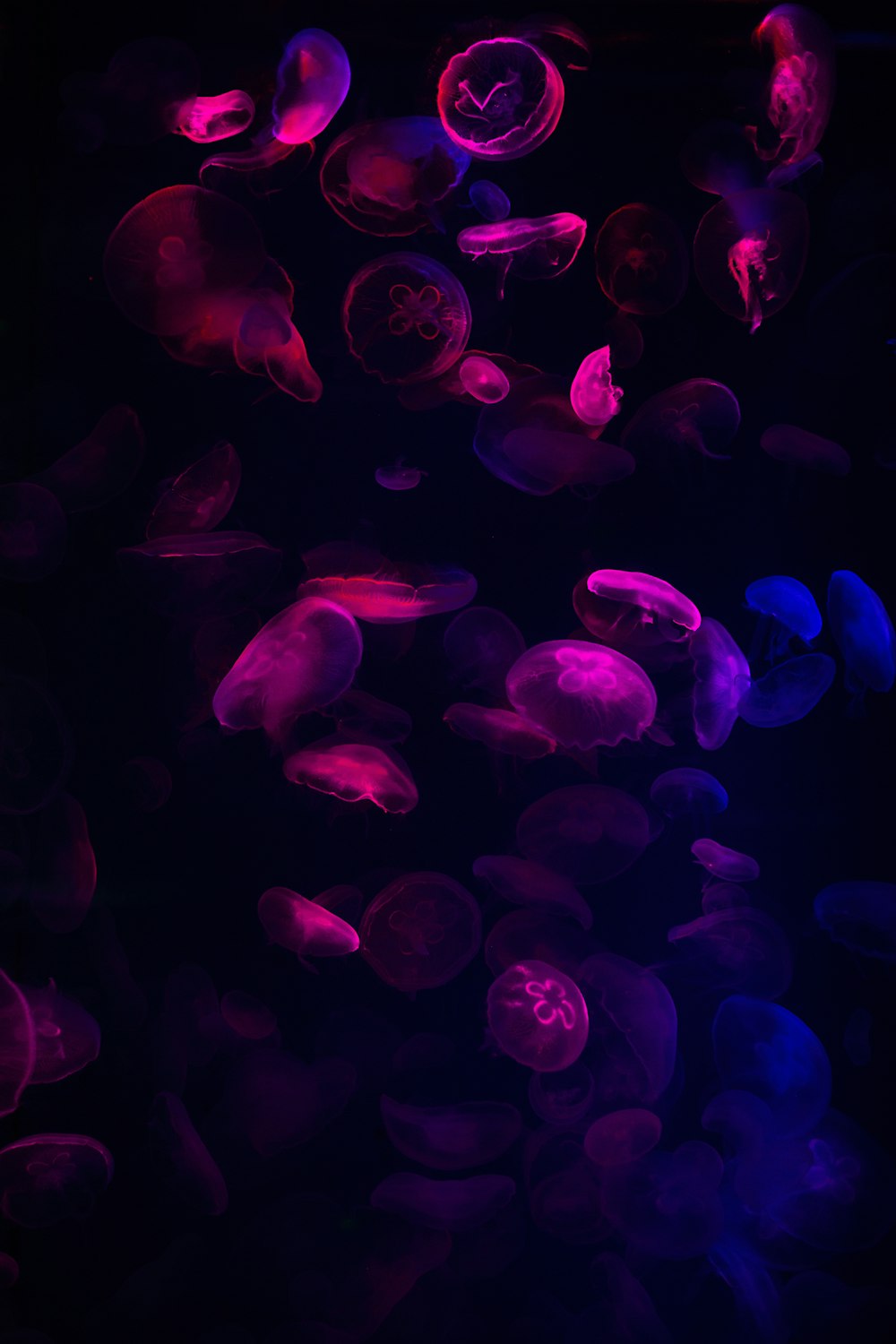 purple jellyfish in water during daytime