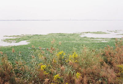 A tranquil wetland scene showcasing biodiversity with native plants and birds.