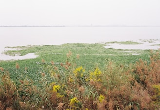 Wide shot of a serene wetland habitat with diverse plant life and wildlife tracks