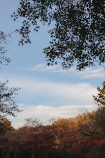 A scenic view of a forest with various trees.