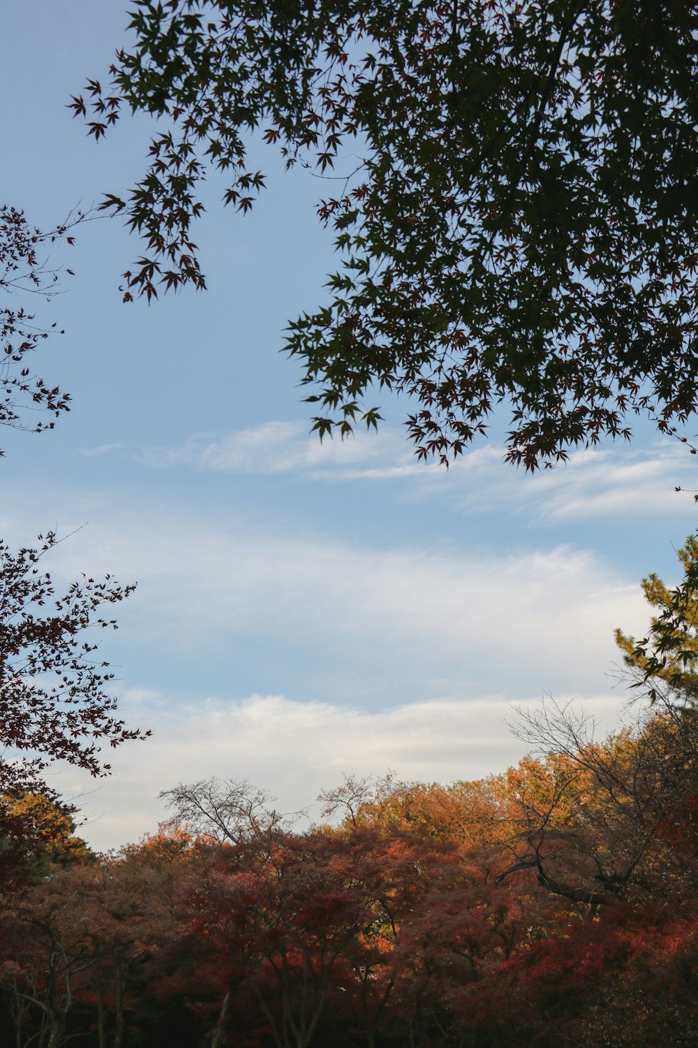 green trees under white clouds and blue sky during daytime