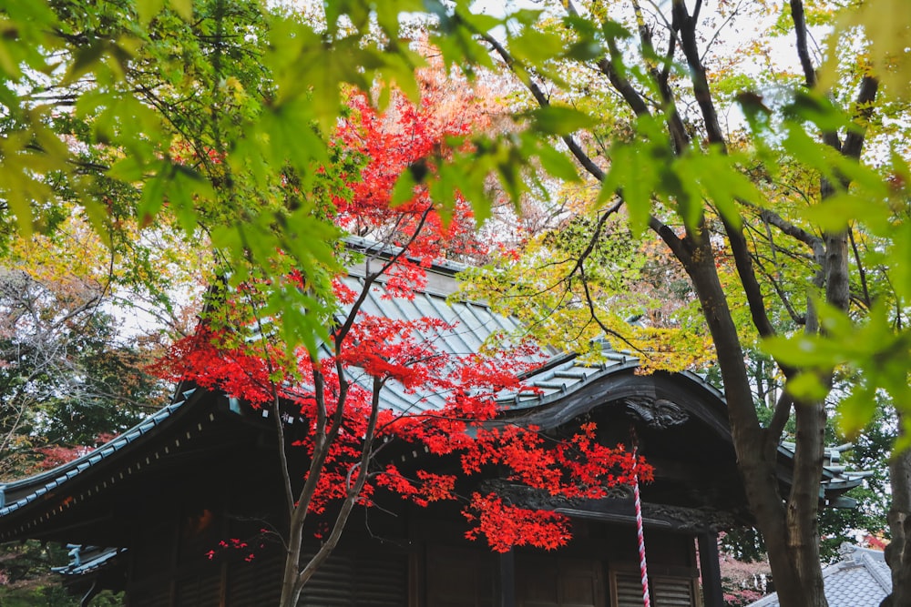 赤い家の横の茶色と緑の木