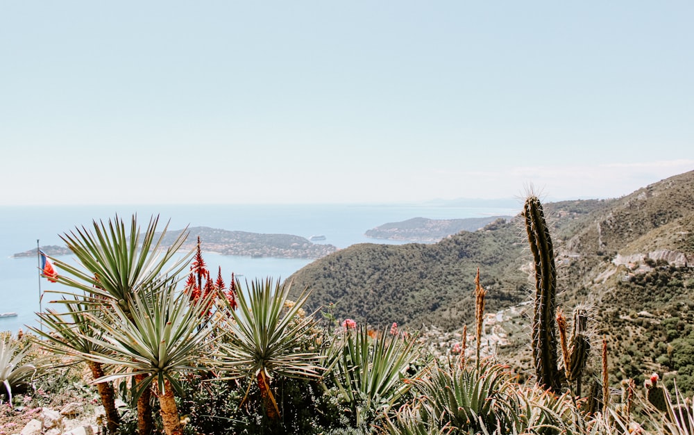 green and brown plants on mountain during daytime