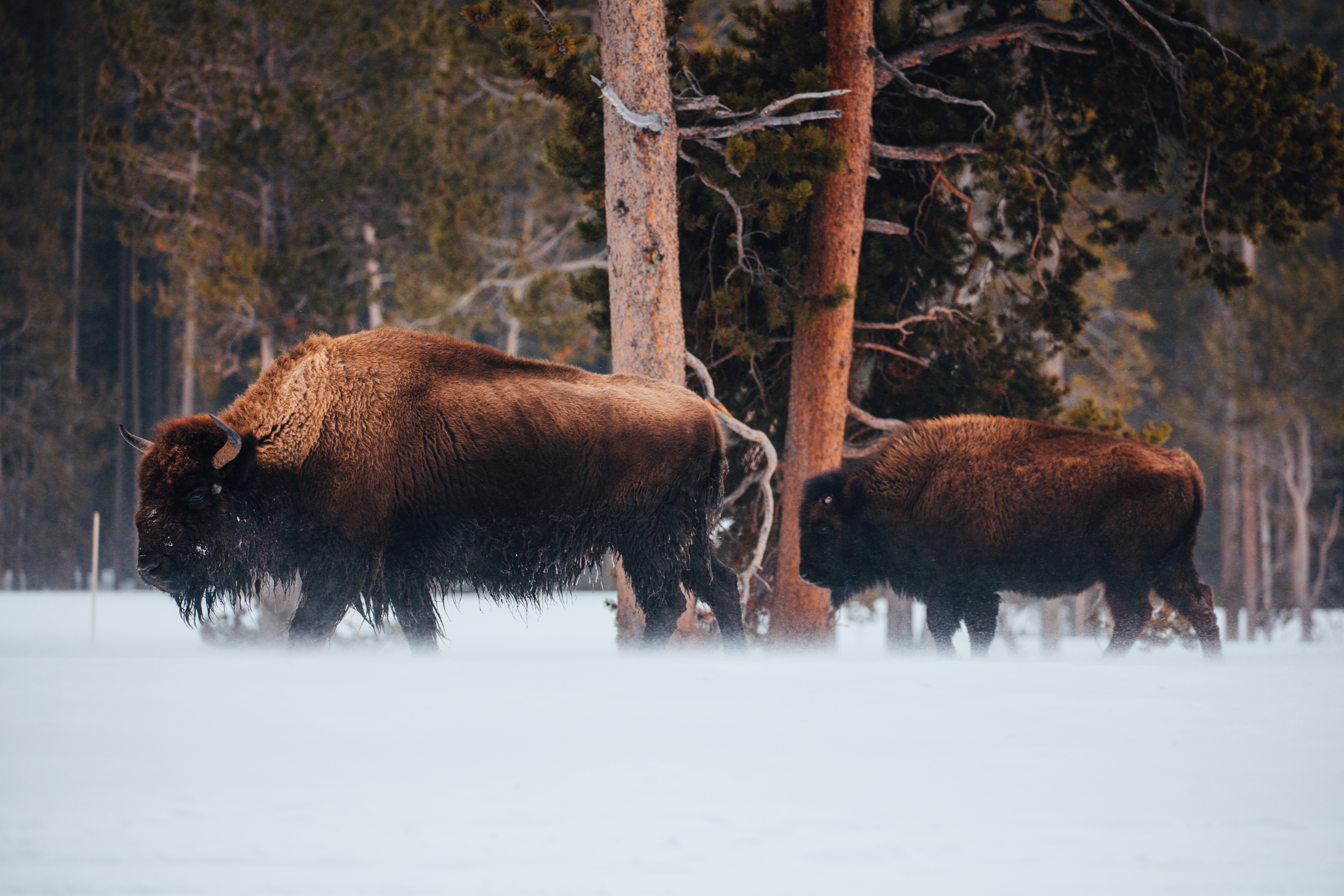 Buffalo Return to Indigenous Lands