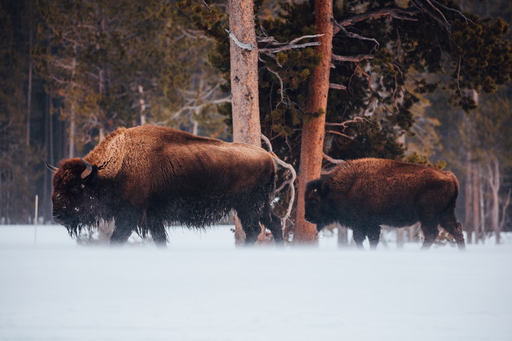 brown bison on snow covered ground during daytime