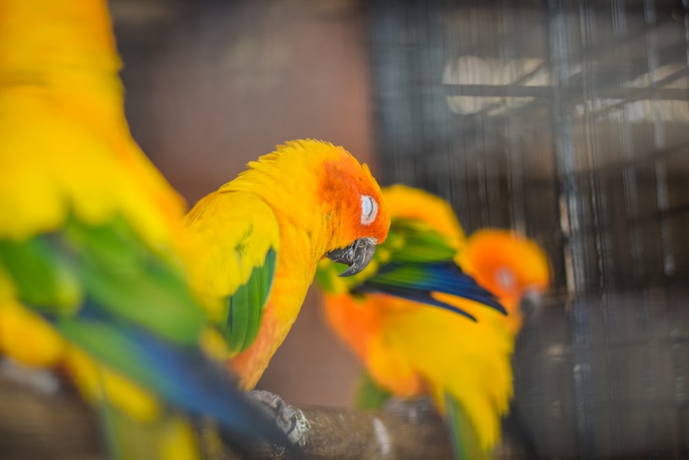 gelbgrüner und blauer Vogel am braunen Ast