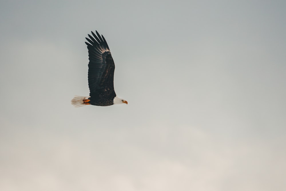 black and white eagle flying under white clouds during daytime