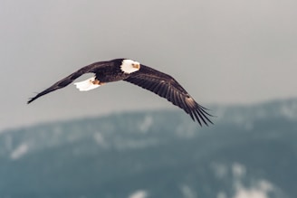 A bald eagle soaring above snow-capped mountain peaks at sunrise.