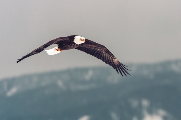 A bald eagle soaring above snow-capped mountain peaks at sunrise.