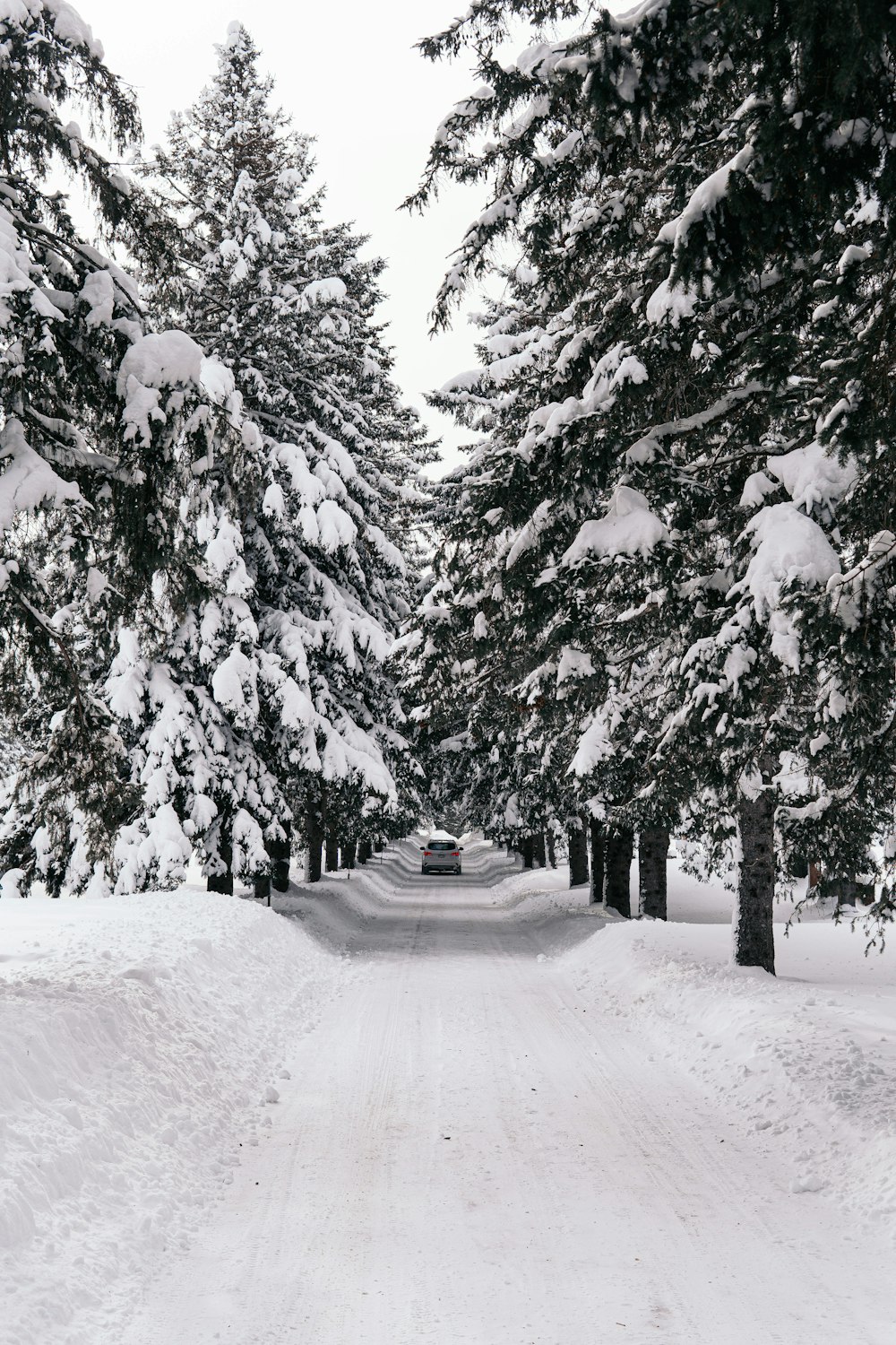 snow covered road between trees during daytime