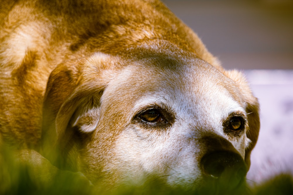 brauner kurzhaariger Hund mit grünen Augen