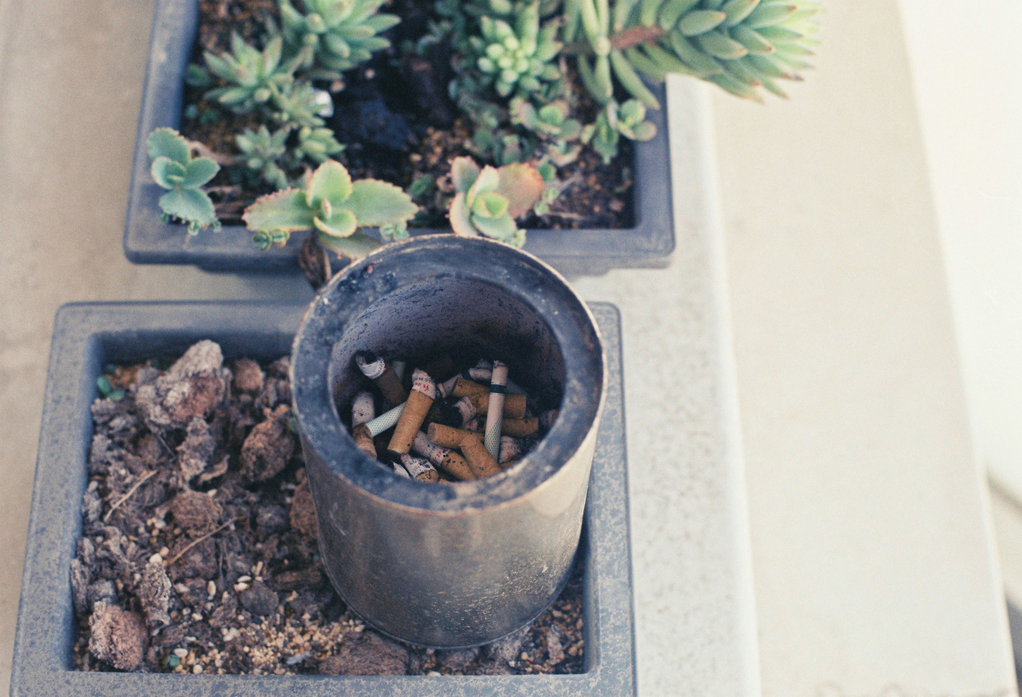 Ashtray filled with cigarette butts next to potted plants. photo – Free  Image on Unsplash