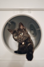 black cat in front of white front load washing machine