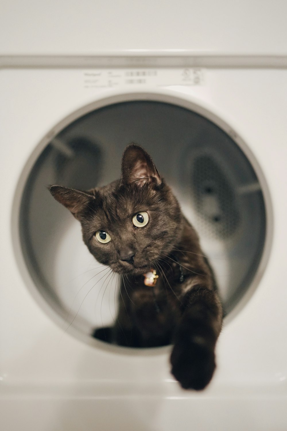 흰색 앞 부하 세탁기 앞에 검은 고양이
