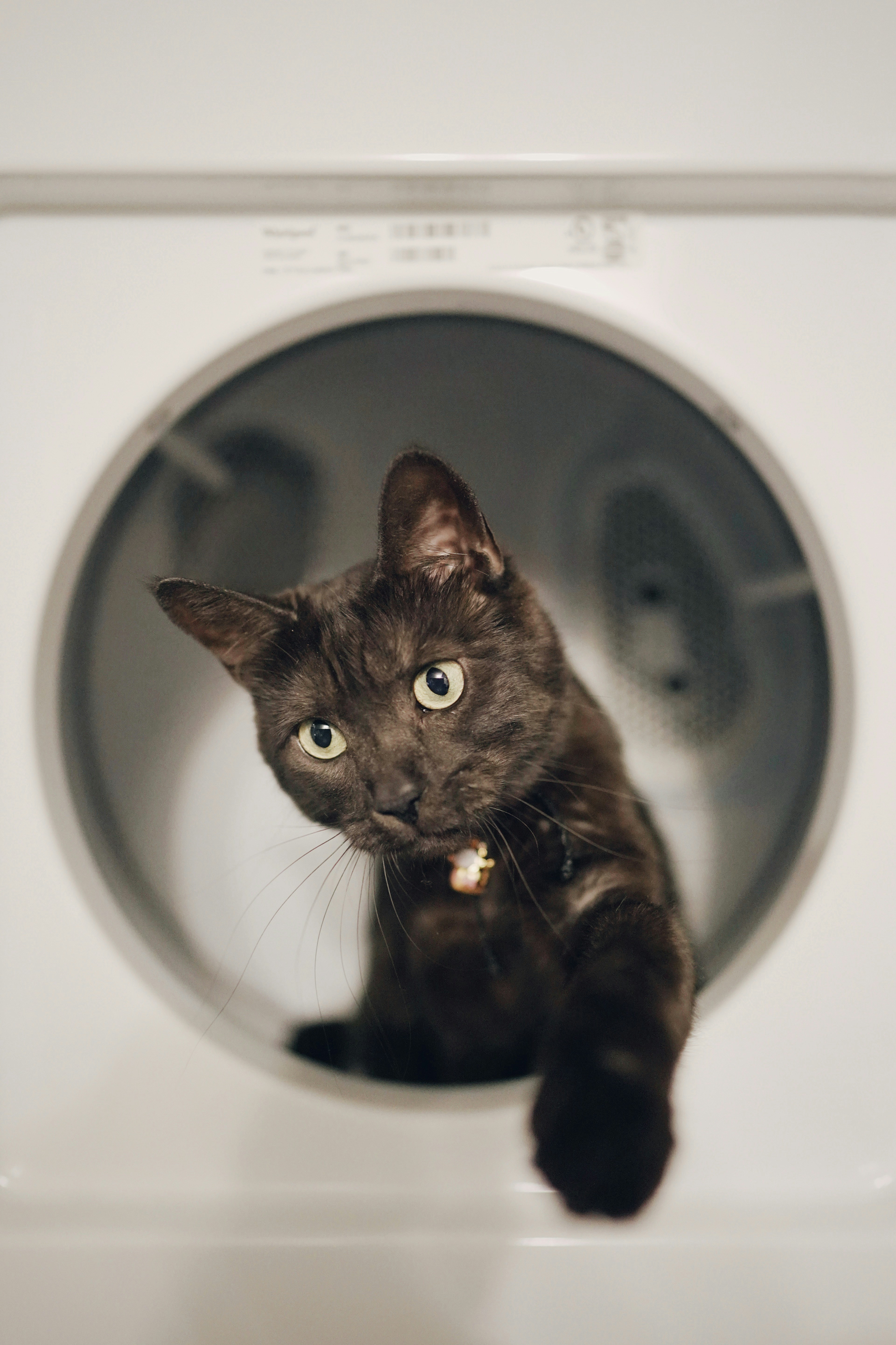 Washer cat