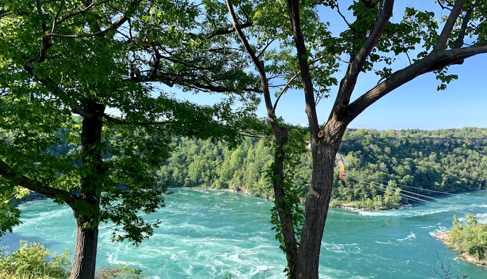 green trees beside body of water during daytime