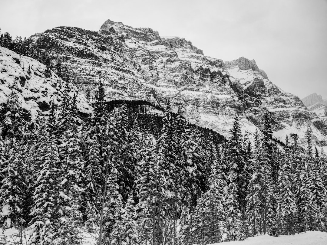 grayscale photo of trees near mountain